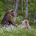 Europäischer Braunbär (Ursus arctos)