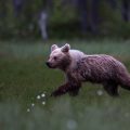 Europäischer Braunbär (Ursus arctos)