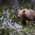 Europäischer Braunbär (Ursus arctos)