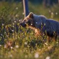 Europäischer Braunbär (Ursus arctos)