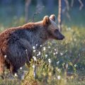 Europäischer Braunbär (Ursus arctos)