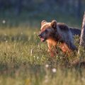 Europäischer Braunbär (Ursus arctos)