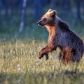Europäischer Braunbär (Ursus arctos)