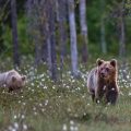Europäischer Braunbär (Ursus arctos)