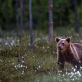 Europäischer Braunbär (Ursus arctos)