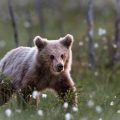 Europäischer Braunbär (Ursus arctos)