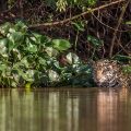 Wilder Jaguar im Pantanal (Panthera onca)