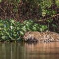 Wilder Jaguar im Pantanal (Panthera onca)