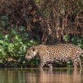 Wilder Jaguar im Pantanal (Panthera onca)