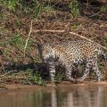 Wilder Jaguar im Pantanal (Panthera onca)