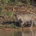 Wilder Jaguar im Pantanal (Panthera onca)