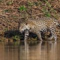 Wilder Jaguar im Pantanal (Panthera onca)