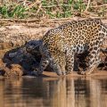 Wilder Jaguar im Pantanal (Panthera onca)