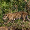 Wilder Jaguar im Pantanal (Panthera onca)