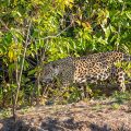 Wilder Jaguar im Pantanal (Panthera onca)