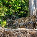 Wilder Jaguar im Pantanal (Panthera onca)