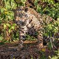 Wilder Jaguar im Pantanal (Panthera onca)