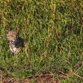 Wilder Jaguar im Pantanal (Panthera onca,