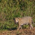 Wilder Jaguar im Pantanal (Panthera onca,