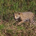 Wilder Jaguar im Pantanal (Panthera onca,