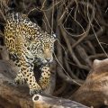 Wilder Jaguar im Pantanal (Panthera onca)