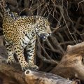 Wilder Jaguar im Pantanal (Panthera onca)
