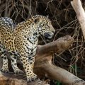 Wilder Jaguar im Pantanal (Panthera onca)