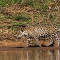 Wilder Jaguar im Pantanal (Panthera onca,
