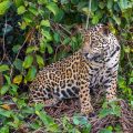Wilder Jaguar im Pantanal (Panthera onca)