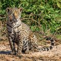 Wilder Jaguar im Pantanal (Panthera onca,