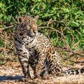 Wilder Jaguar im Pantanal (Panthera onca,