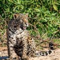 Wilder Jaguar im Pantanal (Panthera onca,