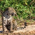 Wilder Jaguar im Pantanal (Panthera onca,