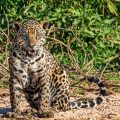 Wilder Jaguar im Pantanal (Panthera onca,
