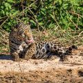 Wilder Jaguar im Pantanal (Panthera onca,
