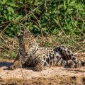 Wilder Jaguar im Pantanal (Panthera onca,