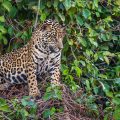 Wilder Jaguar im Pantanal (Panthera onca)