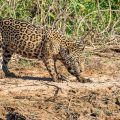Wilder Jaguar im Pantanal (Panthera onca,