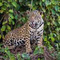 Wilder Jaguar im Pantanal (Panthera onca)