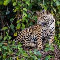 Wilder Jaguar im Pantanal (Panthera onca)