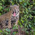 Wilder Jaguar im Pantanal (Panthera onca)