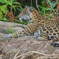 Wilder Jaguar im Pantanal (Panthera onca)