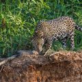 Wilder Jaguar im Pantanal (Panthera onca,
