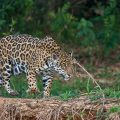 Wilder Jaguar im Pantanal (Panthera onca)