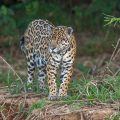 Wilder Jaguar im Pantanal (Panthera onca)