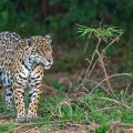 Wilder Jaguar im Pantanal (Panthera onca)