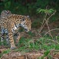 Wilder Jaguar im Pantanal (Panthera onca)