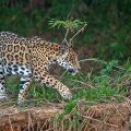 Wilder Jaguar im Pantanal (Panthera onca)