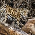 Wilder Jaguar im Pantanal (Panthera onca,