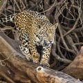 Wilder Jaguar im Pantanal (Panthera onca,